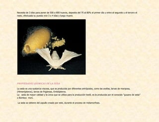 Necesita de 3 días para poner de 500 a 800 huevos, deposita del 70 al 80% el primer día y entre el segundo y el tercero el
resto, efectuada su puesta vive 3 o 4 días y luego muere.
PROPIEDADES QUIMICAS DE LA SEDA
La seda es una sustancia viscosa, que es producida por diferentes artrópodos, como las arañas, larvas de mariposa,
(Himenópteros), larvas de frigáneas, Embiópteros.
La seda de mayor calidad y la única que se utiliza para la producción textil, es la producida por el conocido "gusano de seda”
o Bombyx morí.
La seda se obtiene del capullo creado por este, durante el proceso de metamorfosis.
 