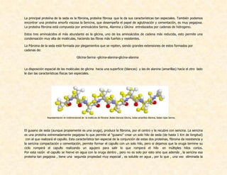 La principal proteína de la seda es la fibroina, proteína fibrosa que le da sus características tan especiales. También podemos
encontrar una proteína amorfa viscosa la Sericina, que desempeña el papel de aglutinación y cementación, es muy pegajosa.
La proteína fibroina está compuesta por aminoácidos Serina, Alamina y Glicina entrelazados por cadenas de hidrogeno.
Estos tres aminoácidos el más abundante es la glicina, uno de los aminoácidos de cadena más reducida, esto permite una
condensación muy alta de moléculas, haciendo las fibras más fuertes y resistentes.
La Fibroina de la seda está formada por plegamientos que se repiten, siendo grandes extensiones de estos formados por
cadenas de:
Glicina-Serina -glicina-alanina-glicina-alanina
La disposición espacial de las moléculas de glicina hacia una superficie (blancas) y las de alanina (amarillas) hacía el otro lado
le dan las características físicas tan especiales.
Representación en tridimensional de la molécula de fibroina .Bolas blancas Glicina, bolas amarillas Alanina, bolas rojas Serina.
El gusano de seda (aunque propiamente es una oruga), produce la fibroina, por el centro y la recubre con sericina. La sericina
es una proteína extremadamente pegajosa lo que permite al "gusano" crear un solo hilo de seda (de hasta 1 Km de longitud)
con el que realizará el capullo. Esta característica tan especial de la conjunción de estas dos proteínas, fibroina da resistencia y
la sericina compactación y cementación, permite formar el capullo con un solo hilo, pero si dejamos que la oruga termine su
ciclo romperá el capullo realizando un agujero para salir lo que romperá el hilo en múltiples hilos cortos.
Por esta razón el capullo se hierve en agua con la oruga dentro , pero no es solo por esto sino que además , la sericina esa
proteína tan pegajosa , tiene una segunda propiedad muy especial , es soluble en agua , por lo que , una vez eliminada la
 