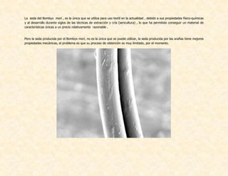 La seda del Bombyx morí , es la única que se utiliza para uso textil en la actualidad , debido a sus propiedades físico-químicas
y al desarrollo durante siglos de las técnicas de extracción y cría (sericultura) , lo que ha permitido conseguir un material de
características únicas a un precio relativamente razonable .
Pero la seda producida por el Bombyx morí, no es la única que se puede utilizar, la seda producida por las arañas tiene mejores
propiedades mecánicas, el problema es que su proceso de obtención es muy limitado, por el momento.
 