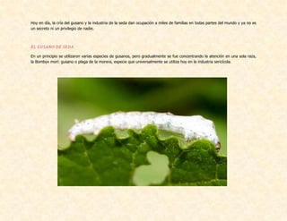 Hoy en día, la cría del gusano y la industria de la seda dan ocupación a miles de familias en todas partes del mundo y ya no es
un secreto ni un privilegio de nadie.
EL GUSANO DE SEDA
En un principio se utilizaron varias especies de gusanos, pero gradualmente se fue concentrando la atención en una sola raza,
la Bombyx morí: gusano o plaga de la morera, especie que universalmente se utiliza hoy en la industria sericícola.
 