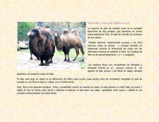 SEDA 55% / PELO DE CAMELLO 45%
La mayoría de pelo de camello viene de la variedad
bactrianos de dos jorobas, que sobrevive en climas
extremadamente fríos. El pelo de camello se compone
de dos clases:
Ciliadas externas relativamente gruesas y de fibra
internas .estas se peinan o recogen también se
desprende durante la temporada de muda son las
diferentes maneras de obtener la fibra. La Longitud de
fibra es de aproximadamente 1 a 1 ½ pulgadas.
Las mejores fibras son procedentes de Mongolia y
Mongolia Interior, es un proceso costoso el de
separar el pelo grueso y las fibras de abajo, llamado
pelambre, es necesario antes de hilar.
El pelo más largo se utiliza en la fabricación de fieltro para yurtas (casa donde viven los mongoles) mongolas. El pelo de
camello es una fibra es ligera y cálida, con un brillo bonito.
Esta fibra corta adquiere longitud, brillo y durabilidad cuando se mezcla con seda. La seda alcanza un color bello, es suave y
cálido. El hilo es fuerte, pero tierno y delicioso al tejerse, la tela tiene una caída agradable, tacto suave y calidad en las
prendas confeccionadas con estas fibras.
 