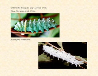También existen otras especies que producen seda como él.
Attacus Ricini, gusano de seda del ricino.
Attacus Cynthia, árbol del alianto.
 