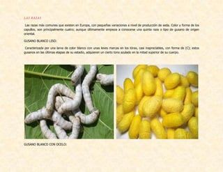 LAS RAZAS
Las razas más comunes que existen en Europa, con pequeñas variaciones a nivel de producción de seda. Color y forma de los
capullos, son principalmente cuatro; aunque últimamente empieza a conocerse una quinta raza o tipo de gusano de origen
oriental.
GUSANO BLANCO LISO:
Caracterizada por una larva de color blanco con unas leves marcas en los tórax, casi inapreciables, con forma de (C); estos
gusanos en las últimas etapas de su estadio, adquieren un cierto tono azulado en la mitad superior de su cuerpo.
GUSANO BLANCO CON OCELO:
 