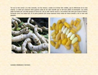 Tal vez la más común y la más conocida, con las marcas u ocelos en el tórax bien visibles, que la diferencian de la raza
anterior. La seda que producen estos gusanos suele ser de color amarillo que va del tono pálido al anaranjado. Los ocelos
están formados por una línea gruesa en forma de c de un color marrón oscuro y una sombra más clara que ocupa el interior,
formando como una media luna. En la parte posterior del cuerpo aparecen otros ocelos de menor tamaño y de un color más
apagado.
GUSANO CREBRADO O RAYADO:
 