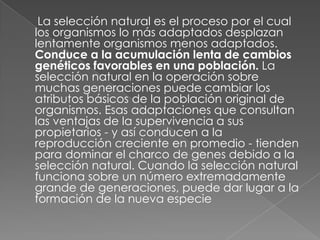      La selección natural es el proceso por el cual los organismos lo más adaptados desplazan lentamente organismos menos adaptados. Conduce a la acumulación lenta de cambios genéticos favorables en una población.La selección natural en la operación sobre muchas generaciones puede cambiar los atributos básicos de la población original de organismos. Esas adaptaciones que consultan las ventajas de la supervivencia a sus propietarios - y así conducen a la reproducción creciente en promedio - tienden para dominar el charco de genes debido a la selección natural. Cuando la selección natural funciona sobre un número extremadamente grande de generaciones, puede dar lugar a la formación de la nueva especie