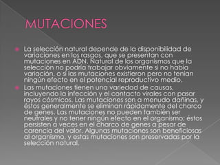 MUTACIONES	La selección natural depende de la disponibilidad de variaciones en los rasgos, que se presentan con mutaciones en ADN. Natural de los organismos que la selección no podría trabajar obviamente si no había variación, o si las mutaciones existieron pero no tenían ningún efecto en el potencial reproductivo medio.Las mutaciones tienen una variedad de causas, incluyendo la infección y el contacto virales con pasar rayos cósmicos. Las mutaciones son a menudo dañinas, y éstos generalmente se eliminan rápidamente del charco de genes. Las mutaciones no pueden también ser neutrales y no tener ningún efecto en el organismo; éstos persisten a veces en el charco de genes a pesar de carencia del valor. Algunas mutaciones son beneficiosas al organismo, y estas mutaciones son preservadas por la selección natural.