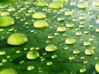 Se observe novamente... 