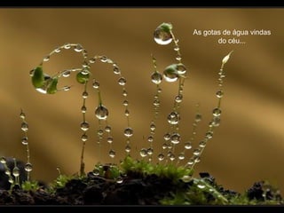 As gotas de água vindas
       do céu...
 