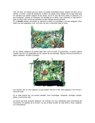 unos de otros, de manera que sus ramas no pueden extenderse mucho. Algunos de ellos son el
mamey, el ramón, el palo de Campeche, el jabín y el zapote. Estos árboles son el lugar ideal para
los animales que pueden colgarse de las ramas; tal es el caso del mono araña, el perezoso y el
oso hormiguero, quienes se columpian con facilidad de un árbol a otro utilizando su cola como si
fuera un brazo más, incluso se sostienen con ella mientras buscan alimento.
En la bóveda también encuentran su alimento la ardilla, el murciélago y el mono saraguato. Ellos
están muy bien adaptados a vivir en lo alto, así que no necesitan bajar al suelo.
En los árboles selváticos no pueden faltar aves como el tucán, la guacamaya y el perico cabeza
amarilla, que son muy apreciadas por los colores de sus plumajes. Algunas más son la codorniz, el
pájaro carpintero, el colibrí y el trogón.
Los insectos son un caso especial, ya que pueden volar por lo alto, estar pegados a los troncos o
cerca del suelo.
En la selva tropical hay una enorme variedad, como luciérnagas, mariposas, hormigas, avispas,
grillos y muchísimos más.
Lo mismo que otros animales selváticos, los insectos son muy importantes para la existencia del
ecosistema. Un ejemplo de su función, es que al llevar el polen de unas flores a otras, colaboran
en su fecundación.
 