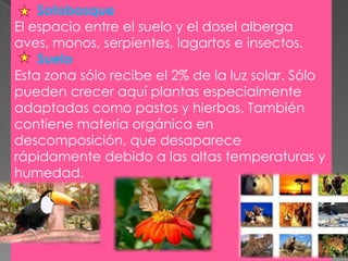 Sotobosque
El espacio entre el suelo y el dosel alberga
aves, monos, serpientes, lagartos e insectos.
Suelo
Esta zona sólo recibe el 2% de la luz solar. Sólo
pueden crecer aquí plantas especialmente
adaptadas como pastos y hierbas. También
contiene materia orgánica en
descomposición, que desaparece
rápidamente debido a las altas temperaturas y
humedad.

 