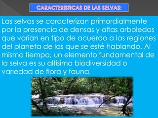 Las selvas se caracterizan primordialmente
por la presencia de densas y altas arboledas
que varían en tipo de acuerdo a las regiones
del planeta de las que se esté hablando. Al
mismo tiempo, un elemento fundamental de
la selva es su altísima biodiversidad o
variedad de flora y fauna.

 