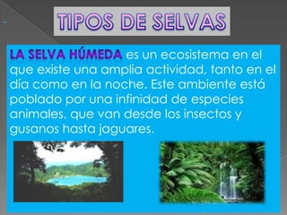 es un ecosistema en el
que existe una amplia actividad, tanto en el
día como en la noche. Este ambiente está
poblado por una infinidad de especies
animales, que van desde los insectos y
gusanos hasta jaguares.

 