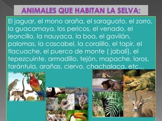 El jaguar, el mono araña, el saraguato, el zorro,
la guacamaya, los pericos, el venado, el
leoncillo, la nauyaca, la boa, el gavilán,
palomas, la cascabel, la coralillo, el tapir, el
tlacuache, el puerco de monte ( jabalí), el
tepezcuinte, armadillo, tejón, mapache, loros,
tarántula, arañas, ciervo, chachalaca, etc.,.

 
