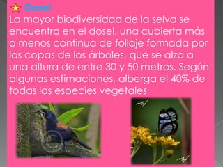 Dosel
La mayor biodiversidad de la selva se
encuentra en el dosel, una cubierta más
o menos continua de follaje formada por
las copas de los árboles, que se alza a
una altura de entre 30 y 50 metros. Según
algunas estimaciones, alberga el 40% de
todas las especies vegetales

 