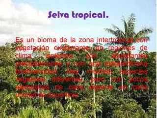 Selva tropical. Es un bioma de la zona intertropical con vegetación exuberante, en regiones de clima isotermo con abundantes precipitaciones y con una extraordinaria biodiversidad. Hay muchas especies vegetales diferentes, pero con pocos ejemplares de cada especie en cada unidad de superficie 
