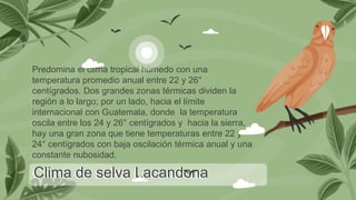 Clima de selva Lacandona
Predomina el clima tropical húmedo con una
temperatura promedio anual entre 22 y 26°
centígrados. Dos grandes zonas térmicas dividen la
región a lo largo; por un lado, hacia el límite
internacional con Guatemala, donde la temperatura
oscila entre los 24 y 26° centígrados y hacia la sierra,
hay una gran zona que tiene temperaturas entre 22 y
24° centígrados con baja oscilación térmica anual y una
constante nubosidad.
 