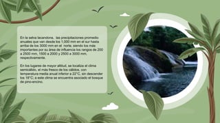 En la selva lacandona, las precipitaciones promedio
anuales que van desde los 1,000 mm en el sur hasta
arriba de los 3000 mm en el norte, siendo los más
importantes por su área de influencia los rangos de 200
a 2500 mm, 1500 a 2000 y 2500 a 3000 mm,
respectivamente.
En los lugares de mayor altitud, se localiza el clima
semicálido, el más fresco de los cálidos, con
temperatura media anual inferior a 22°C, sin descender
los 18°C; a este clima se encuentra asociado el bosque
de pino-encino.
 