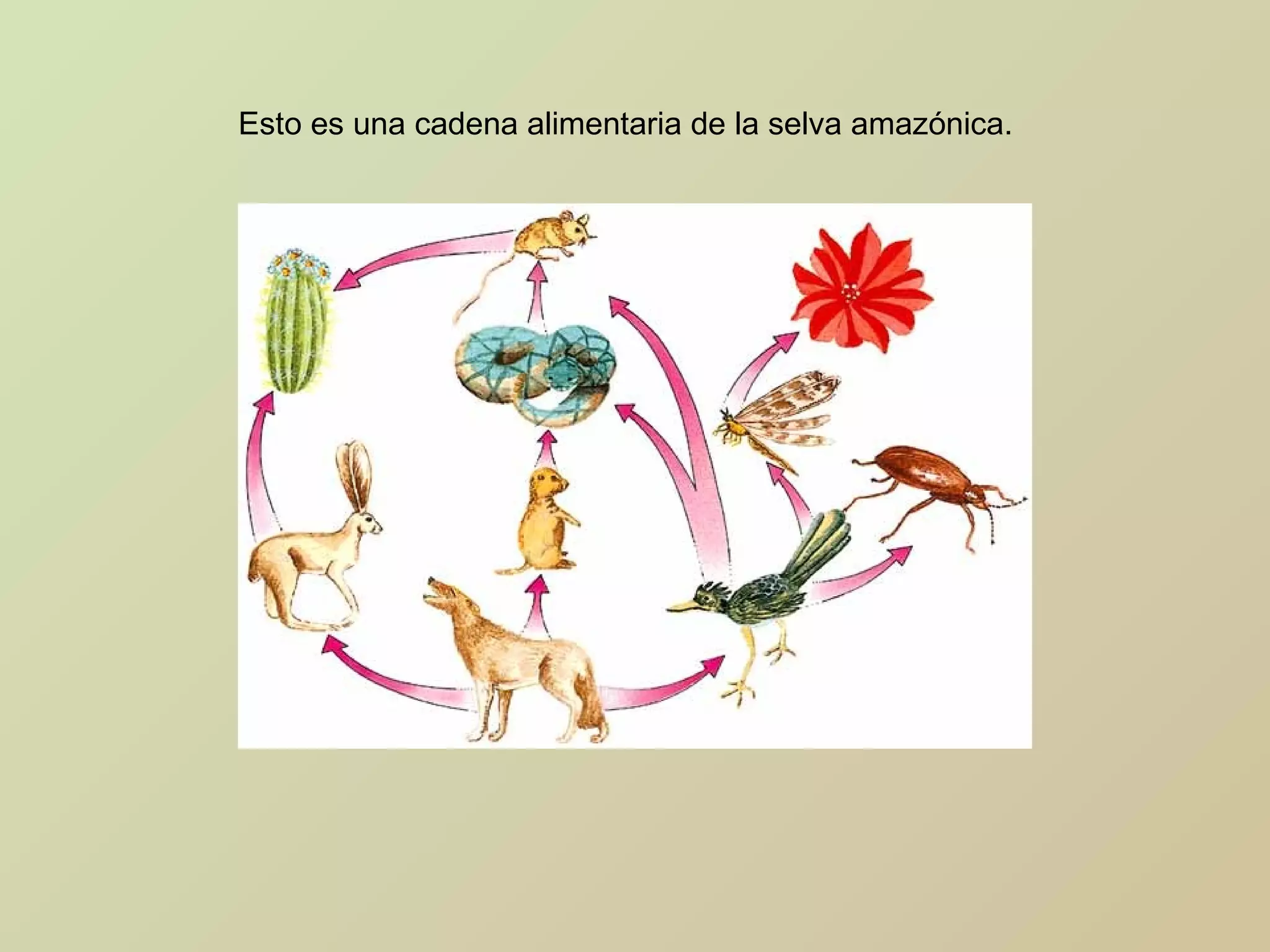 Esto es una cadena alimentaria de la selva amazónica.