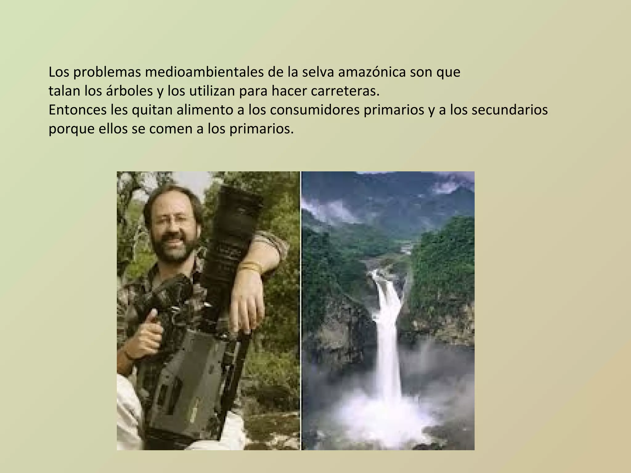 Los problemas medioambientales de la selva amazónica son que
talan los árboles y los utilizan para hacer carreteras.
Entonces les quitan alimento a los consumidores primarios y a los secundarios
porque ellos se comen a los primarios.