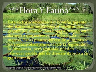 ***Flora Y Fauna***Esta victoria amazónica o nenúfar gigante del Amazonas constituye el nenúfar más grande del mundo. Sus hojas alcanzan un diámetro que oscila entre 0,60 y 1,82 metros. Estas plantas sirven de alimento a los peces y otros animales de la región de la Amazonia, pero también pueden provocar problemas de drenaje debido a su gran tamaño.