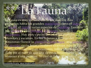 ***La Fauna***La fauna es muy variada, desde los insectos más pequeños hasta los grandes mamíferos como el jaguar, el puma, el tapir y varias especies de venados. También hay reptiles como tortugas, caimanes, babillas y serpientes. Hay aves y peces de todas las especies, plumajes y escamas. En las lagunas a lo largo del Amazonas florece la plantaVictoria Regia, una especie de nenúfar cuyas hojas circulares alcanzan más de un metro de diámetro y en ocasiones, hasta 5 m, lo que ha dado pie al mito de que una de estas hojas puede sostener a una persona, lo cual es falso...