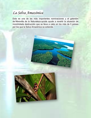 La Selva Amazónica
Esta es una de las más importantes nominaciones y el galardón
de Maravilla de la Naturaleza quizás ayude a revertir la situación de
incontrolada destrucción que se lleva a cabo en los más de 5 países
por los que la Selva Amazónica se extiende.
 