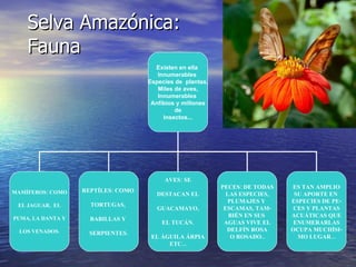 Selva Amazónica: Fauna Existen en ella  Innumerables  Especies de  plantas, Miles de aves, Innumerables  Anfibios y millones  de Insectos... MAMÍFEROS: COMO EL JAGUAR,  EL PUMA, LA DANTA Y LOS VENADOS. REPTÍLES: COMO  TORTUGAS,  BABILLAS Y  SERPIENTES. AVES: SE DESTACAN EL GUACAMAYO, EL TUCÁN. EL ÁGUILA ÁRPIA ETC... PECES: DE TODAS LAS ESPECIES, PLUMAJES Y  ESCAMAS, TAM- BIÉN EN SUS  AGUAS VIVE EL DELFÍN ROSA O ROSADO.. ES TAN AMPLIO SU APORTE EN  ESPECIES DE PE- CES Y PLANTAS ACUÁTICAS QUE ENUMERARLAS OCUPA MUCHÍSI- MO LUGAR... 
