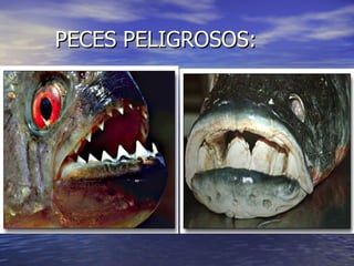 PECES PELIGROSOS: 