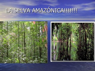 LA SELVA AMAZÓNICA!!!!!!! 
