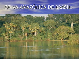 SELVA AMAZÓNICA DE BRASIL: 