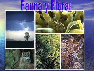 Fauna y Flora: 