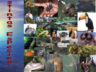 Distintas Especies: 