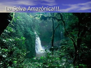 La Selva Amazónica!!! 