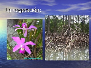 La vegetación: 
