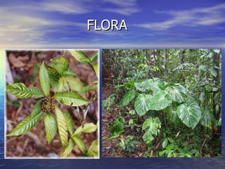 FLORA 