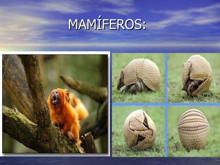 MAMÍFEROS: 