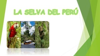 La selva del perú diapositivas