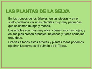 • En los troncos de los árboles, en las piedras y en el
suelo podemos ver unas plantitas muy muy pequeñas
que se llaman musgo y mohos.
• Los árboles son muy muy altos y tienen muchas hojas, y
en sus pies crecen arbustos, helechos y flores como las
orquídeas.
• Gracias a todos estos árboles y plantas todos podemos
respirar. La selva es el pulmón de la Tierra.
 