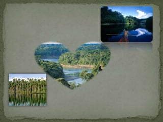 Reserva Nacional Pacaya Samiria, región Loreto.