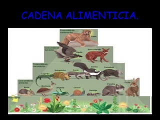 CADENA ALIMENTICIA.