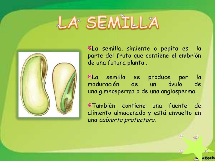 La semilla La semilla