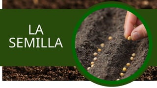 la semilla, que es, definición y sus partes.pptx