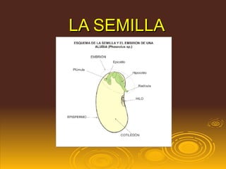 LA SEMILLA 