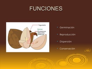 FUNCIONES Germinación  Reproducción Dispersión  Conservación                    