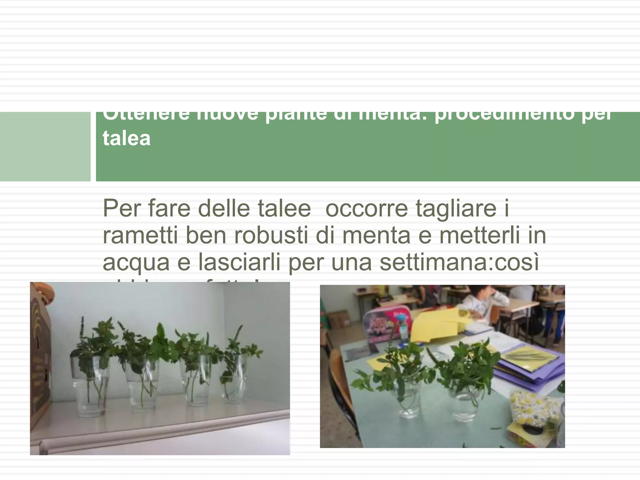 Per fare delle talee occorre tagliare i
rametti ben robusti di menta e metterli in
acqua e lasciarli per una settimana:così
abbiamo fatto!
Ottenere nuove piante di menta: procedimento per
talea