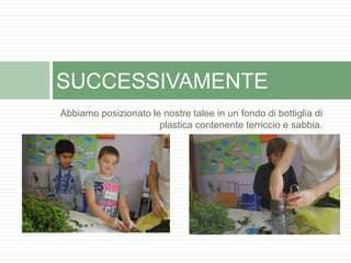 Abbiamo posizionato le nostre talee in un fondo di bottiglia di
plastica contenente terriccio e sabbia.
SUCCESSIVAMENTE
 