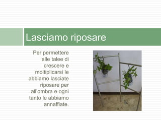 Per permettere
alle talee di
crescere e
moltiplicarsi le
abbiamo lasciate
riposare per
all’ombra e ogni
tanto le abbiamo
annaffiate.
Lasciamo riposare
 