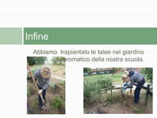 Abbiamo trapiantato le talee nel giardino
aromatico della nostra scuola.
Infine
 