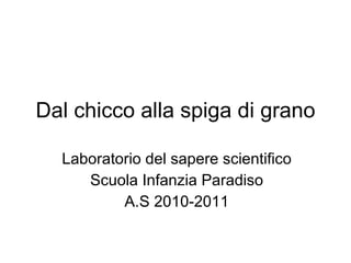 Dal chicco alla spiga di grano Laboratorio del sapere scientifico Scuola Infanzia Paradiso A.S 2010-2011 