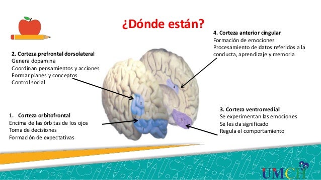 Funcion De La Corteza Prefrontal En Las Emociones es.slideshare.net